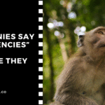 Why Do Companies Say “No Agencies” – And Are They Right?